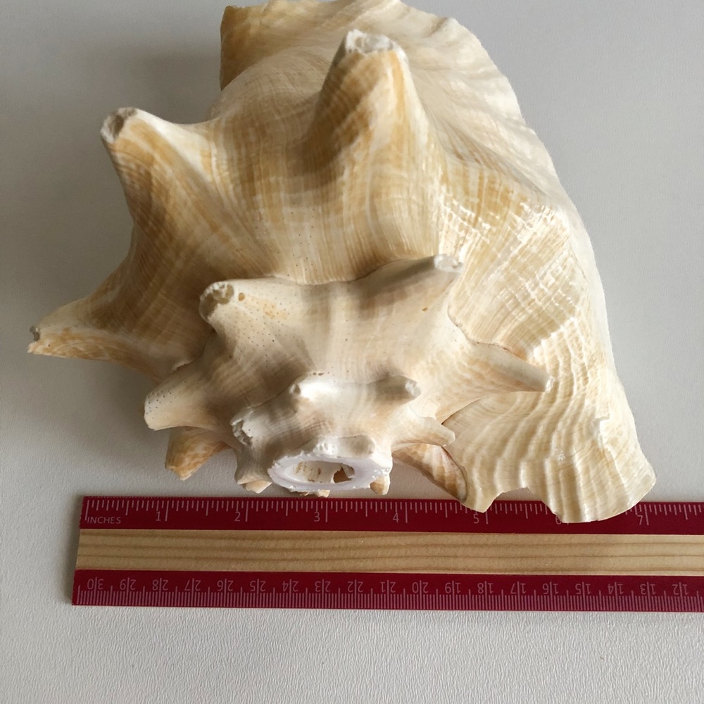 LARGE Horned Conch Shell Nautical Beach Decor - Picture 11 of 12